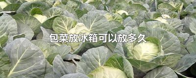 ​包菜在冰箱里能放多久 包菜冰箱里能放多久