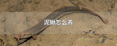 ​泥鳅怎么养在家里 泥鳅怎么养才能养活