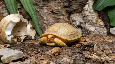 ​瑞士Tropiquarium de Servion动物园出生罕见的白化加拉帕戈斯象龟