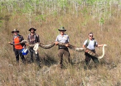 ​美国佛罗里达州大沼泽地国家保护区捕获5.18米长雌性缅甸蟒 身怀73颗蛇蛋