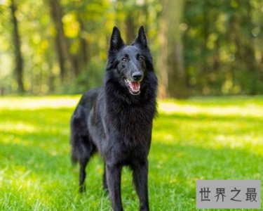 ​比利时黑色牧羊犬，警察叔叔最得力好助手