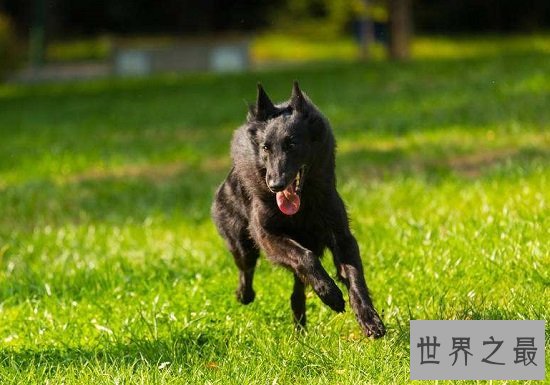 比利时黑色牧羊犬，警察叔叔最得力好助手