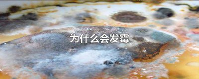 ​食物为什么会发霉议论文 食物为什么会发霉腐烂