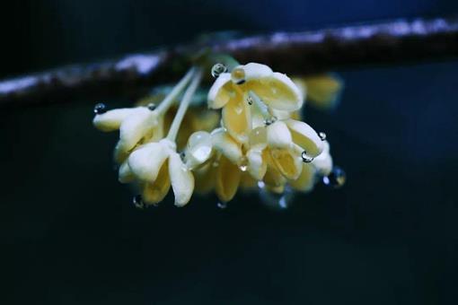 自是花中第一流写的是什么花