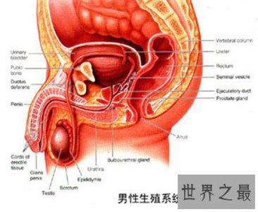 ​男性生理大讲堂之男生殖器 勃起是什么意思