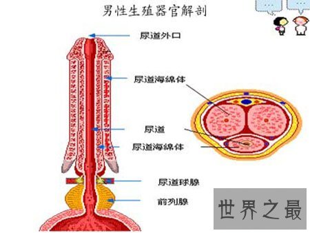 男性生理大讲堂之男生殖器 勃起是什么意思