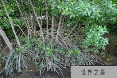 ​奇怪的胎生植物：红树，在母树上生长发育