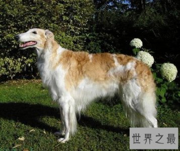 ​犬类智商排名倒数榜，你们常说的二哈居然不上榜？