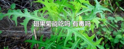 ​翅菊果可以吃吗 翅果菊能生吃吗