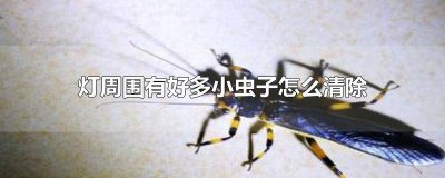 ​屋里的灯周围有好多小虫子怎么办视频 家里灯周围好多小虫子怎么办?