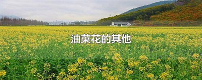 ​油菜花的其他发现 油菜花的其他知识