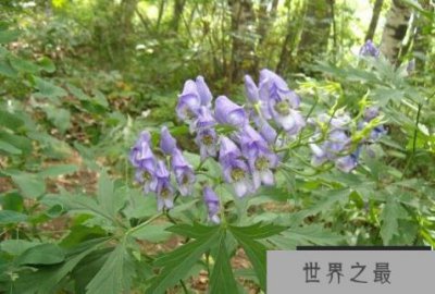 ​中国八大有剧毒的植物：乌头和断肠草位居前两名