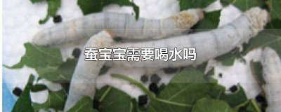 ​蚕宝宝可以喝水吗 养蚕宝宝需要什么