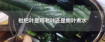 ​枇杷叶煮水老叶好还是新叶好 老叶枇杷叶能煮水喝吗