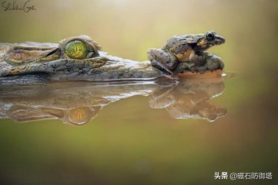 ​鳄鱼流眼泪是什么意思（鳄鱼流眼泪真正原因不是因为难过）