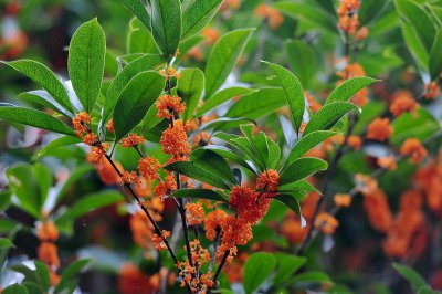 ​桂花树移栽什么季节最好（桂花树怎么移栽成活率高）