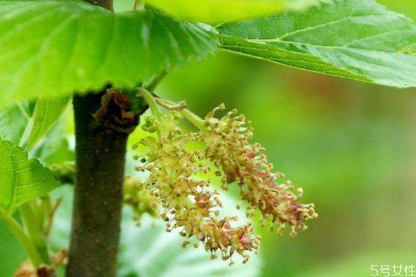 桑树花是一种什么花呢 桑树花有什么作用呢