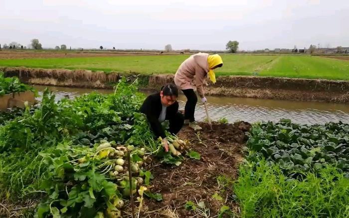 “一户一田”是什么意思，和一户一宅有啥区别，会被回收吗？