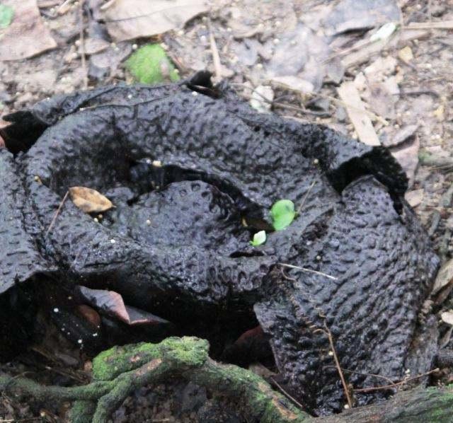 世界之最植物篇：大王花也叫食人花，一生只开一朵，腐臭难以忍受