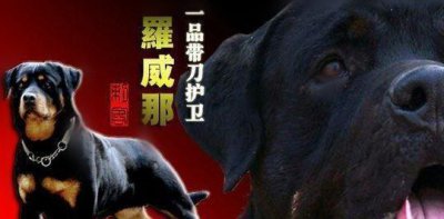 ​罗威纳属于十大猛犬之一，为什么打架却那么怂看完后明白了！