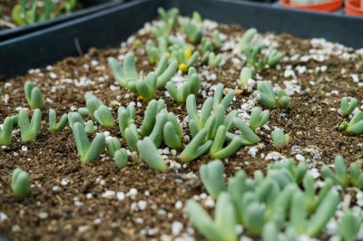 ​多肉植物最佳繁殖季