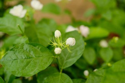 ​茉莉花品种，茉莉花像什么（茉莉花的图片）