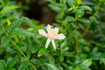 ​栀子花可以用醋浇吗