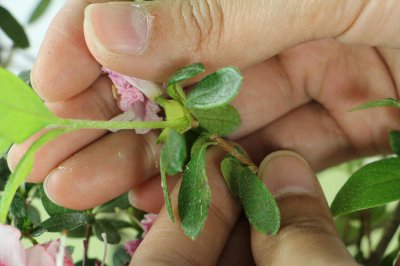 ​杜鹃花的资料，杜鹃花价格