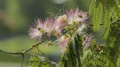 ​合欢花的整形修剪方法