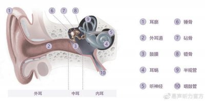 ​耳朵的秘密-外耳