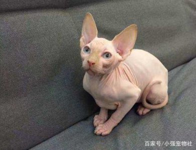 ​疯狂追星买同品种猫宠，半年花了30多万，过高的费用让她崩溃