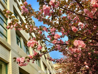 ​花卉摄影·日本晚樱繁花似锦就是你！（图片拍摄于湖北工业大学）