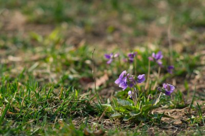 ​不开花就结种的“紫花地丁”