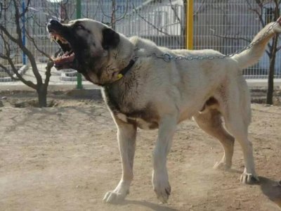 ​土耳其限制出口的猛犬，坎高犬，异常凶猛，视为国宝！