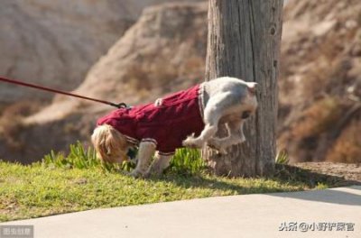 ​幼犬一天吃多少