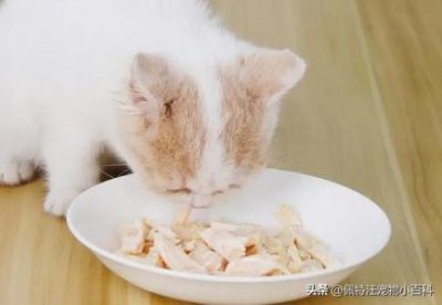 ​龙猫单独养还是对养龙猫要养一对吗？