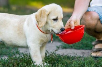 ​如何科学地训练博美幼犬，让它处于良好的状态成长？