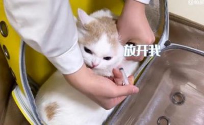 ​猫咪呕吐、腹泻，可能是体内三个部位集体病发造成 猫咪出现呕吐腹泻怎么回事？