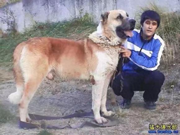 世界十大打斗猛犬 排名不分前后