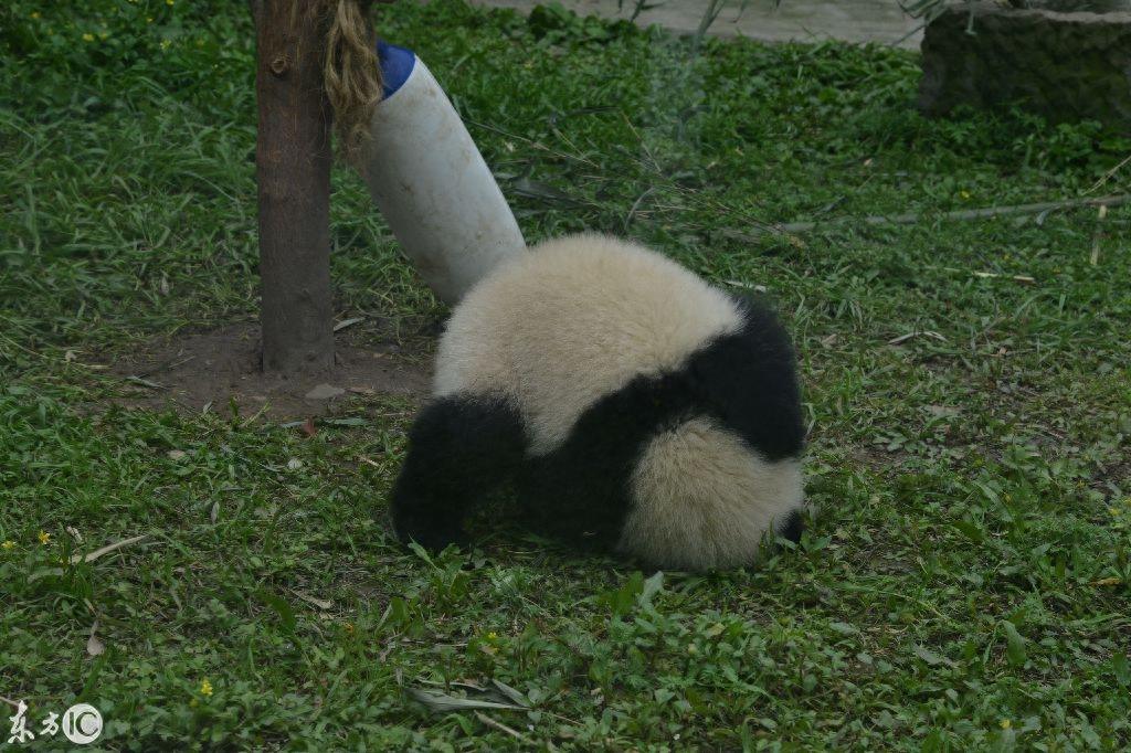 大熊猫呆萌可爱10张图，喜欢熊猫的进来看看吧