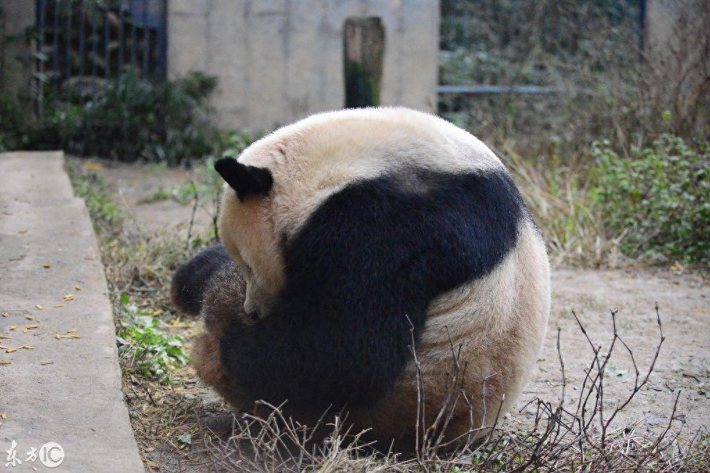 大熊猫呆萌可爱10张图，喜欢熊猫的进来看看吧